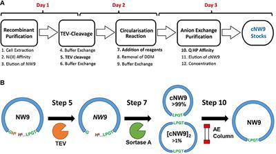 Elucidating the Lipid Binding Properties of Membrane-Active Peptides Using Cyclised Nanodiscs